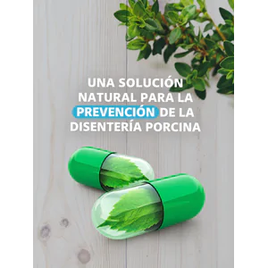 Una solución natural para la prevención de la disentería porcina