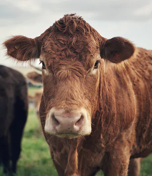 Ganadería Bovina