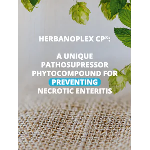 Herbanoplex® CP: a unique pathosupressor phytocompound for preventing necrotic enteritis