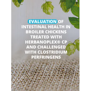 Evaluation of intestinal health in broiler chickens treated with Herbanoplex® CP and challenged with clostridium perfringens