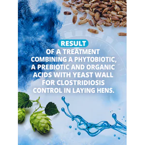Result of a treatment combining a phytobiotic, a prebiotic and organic acids with yeast wall for clostridiosis control in laying hens