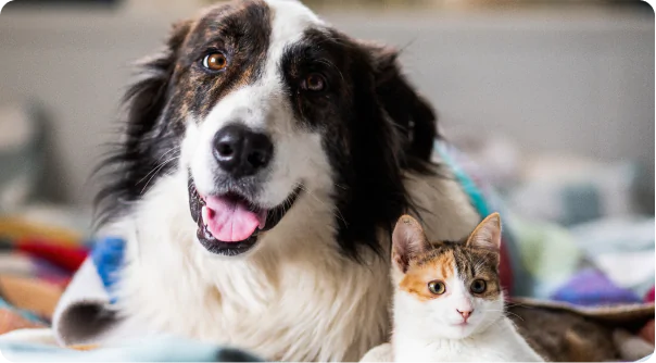 Companion Animals